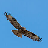 Birds of prey